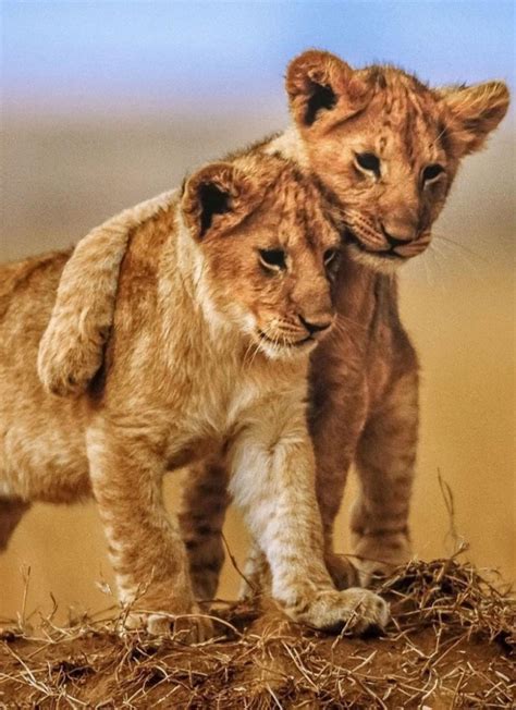 Cute Cub Baby Lion Animal Awesome Friendship Mobile Wallpaper The