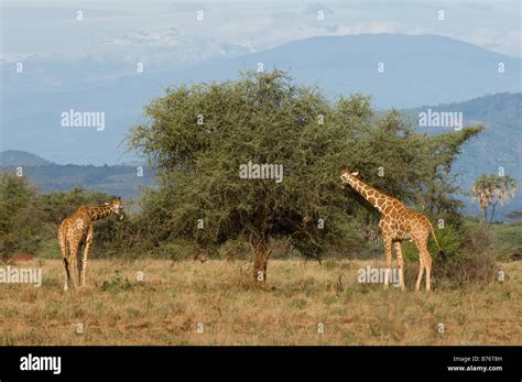 Reticulated Giraffe Meru National Park Kenya Stock Photo Alamy