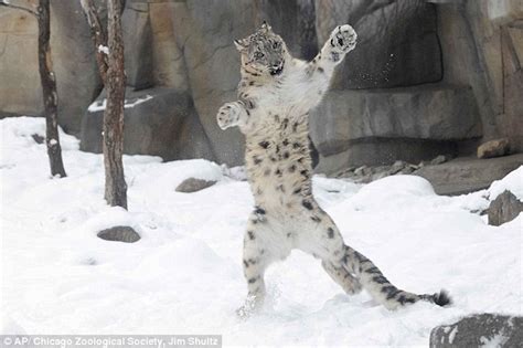 Snow Leopard Delights Visitors On Public Debut As He Frolics With His