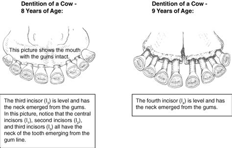Aging Cattle By Their Teeth