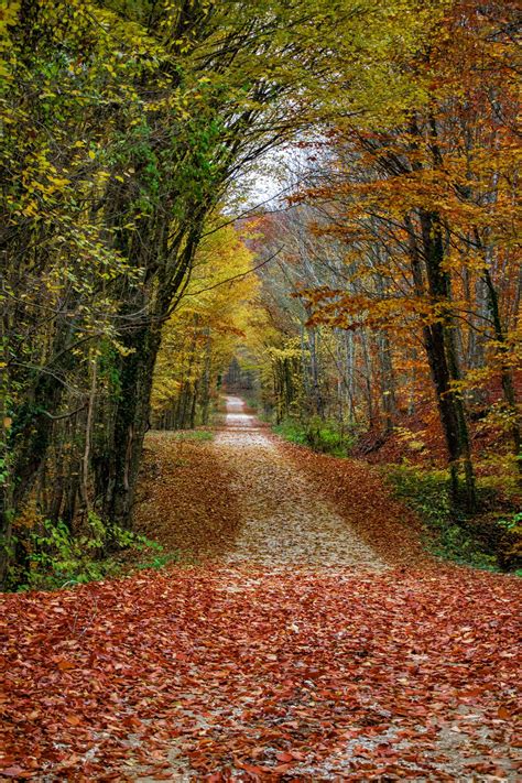 Gold Autumn Long Way Home Autumn Scenery Pathways Nature Photography