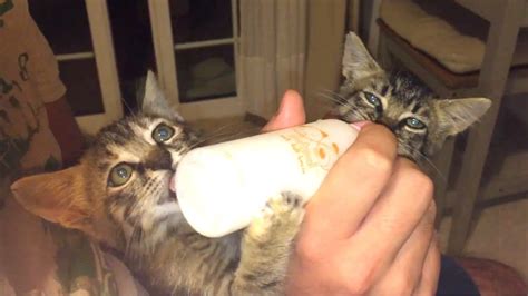Funny Rescued Kittens Drinking Milk Milk Bottle Battle 1