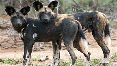While the danger of stachybotrys is still under study, there are many other fungal diseases which are known to have high mortality. FIVE American Pit Bulls vs FIVE African Wild Dogs | Sports ...