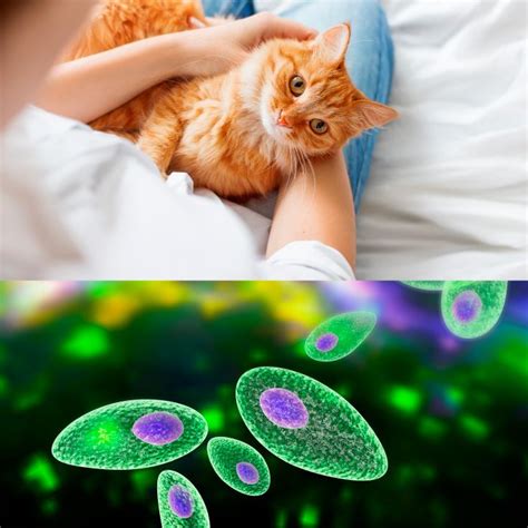Toxoplasmosis Symptoms 8 Natural Treatments Dr Axe Parasite