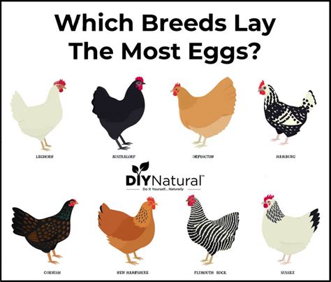 Best Egg Laying Chickens A List Of The Best Chicken Breeds For Eggs