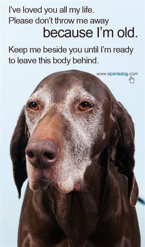 Quotes About Old Dog 78 Quotes