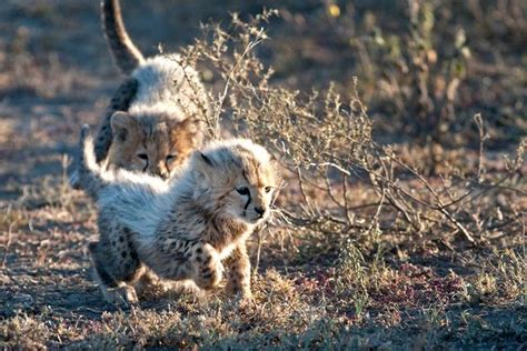 9 Baby Animals Youll Find On An African Safari Animals Cute Animals