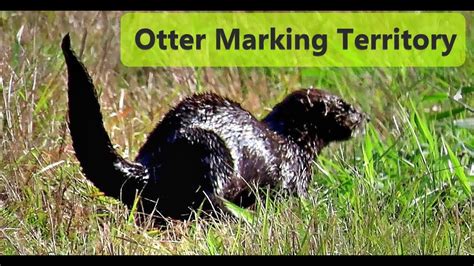 otter scent marking territory youtube