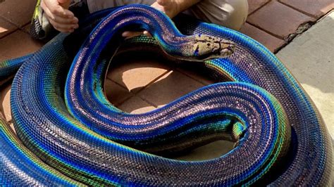 Mylove A Motley Golden Child Reticulated Python At The Reptile Zoo In
