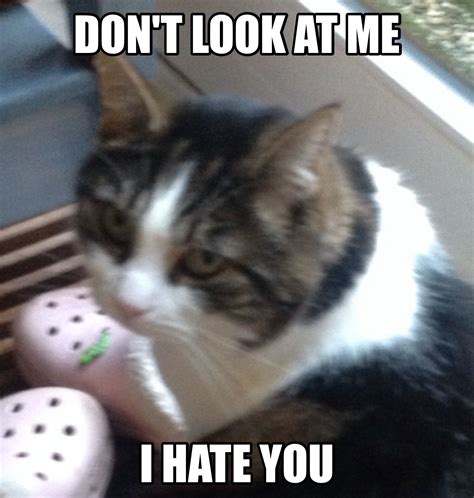 My Cat Hates Me Dump A Day I Hate You Mutual Dislike Funny Texts Cute Cats Cute Pictures