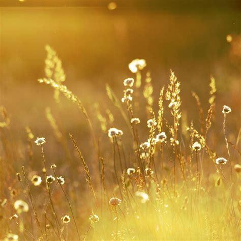 Summer Sunlight Over Field Ipad Air Wallpapers Free Download