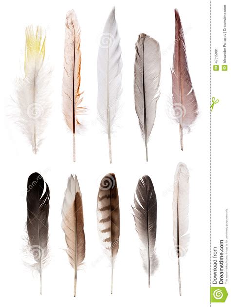 Set Of Ten Straight Feathers Isolated On White Stock Image Image Of