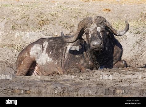 African Buffalo Syncerus Caffer Adult Male Lying In A Dry Mud Hole