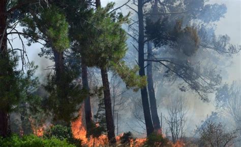 Πυρκαγιά ξέσπασε στην πάτρα με αποτέλεσμα να εκκενωθεί ο οικισμός σούλι. ΦΩΤΙΑ ΤΩΡΑ: Σε εξέλιξη πυρκαγιά στην Πάτρα | Pagenews.gr