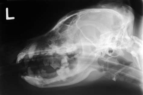 Dog X Ray Stock Photos Pictures And Royalty Free Images Istock