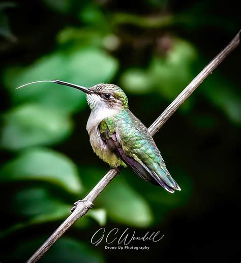 Hummingbird Photograph By Gary Wendell Fine Art America