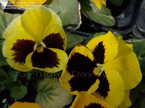 Plantfiles Pictures Pansy Dynamite Yellow W Blotch Viola X