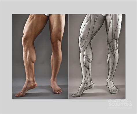 Leg Muscle Drawing Reference Goimages O
