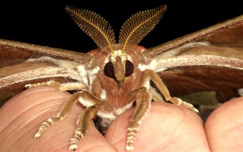 Saturniid Moth Rothschildia Orizaba Equatorialis Flickr Photo Sharing