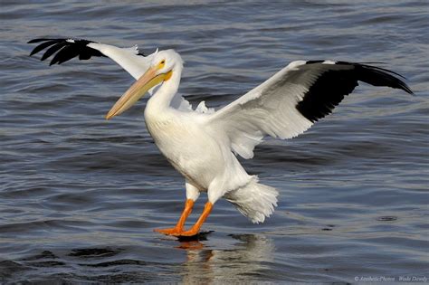 Bible Birds Pelican Introduction Lees Birdwatching Adventures Plus
