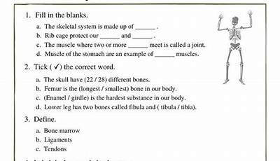 5th grade skeletal system worksheet