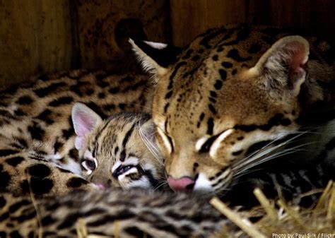 Interesting Facts About Ocelots Just Fun Facts