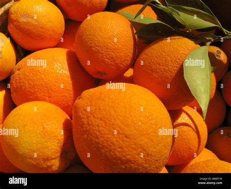 Freshly Picked Organic Navel Oranges Stock Photo Alamy