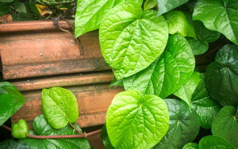 Mereka percaya bahwa mengunyah daun. Daun Sirih untuk Menyembuhkan Mimisan, Mitos atau Fakta?