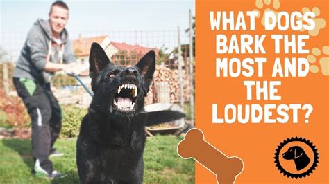 What Dogs Bark The Most And The Loudest Dog Blog 🐶 Brooklynscorner
