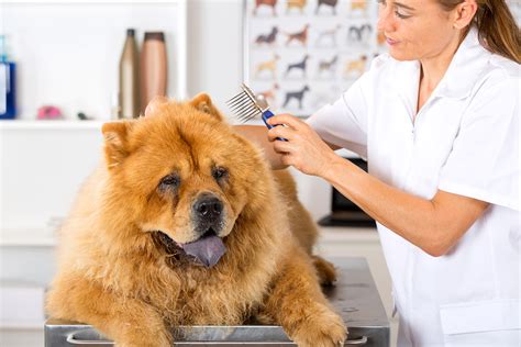 Scaly Skin In Dogs Symptoms Causes Diagnosis Treatment Recovery
