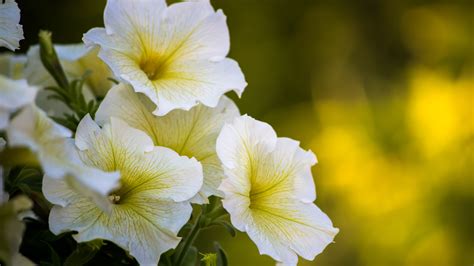 Free Photo White Yellow Flowers Blooming Blossom Close Up Free