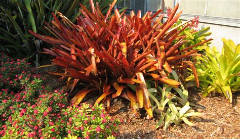 Save Money By Planting Bromeliad Pups Miss Smarty Plants