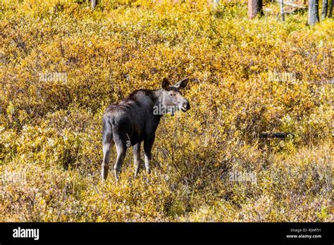 Young Elk Maligne Valley Jasper National Park Alberta Canada Stock