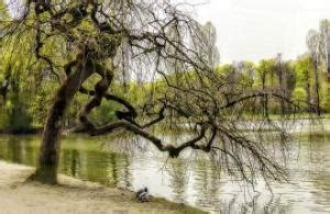 Check spelling or type a new query. Der Kleinhesseloher See - Bootsverleih im Englischen Garten