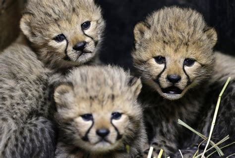 3 Cheetah Cubs Hang Out At The Zoo Picture Cutest Baby Animals From