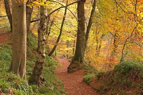 Sunlit Autumn Woodland