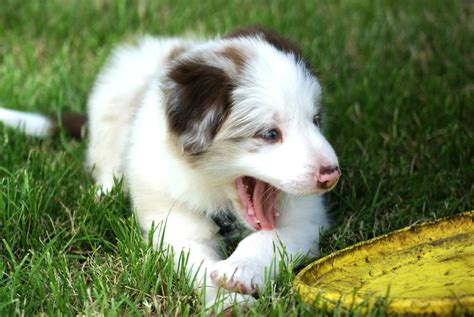 Free Images Puppy Small Border Collie Fun Vertebrate Dog Breed