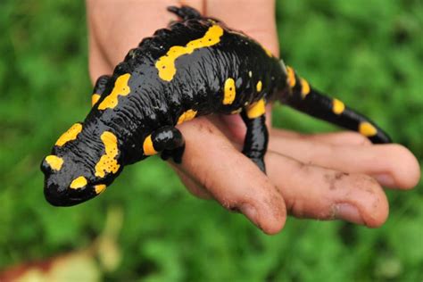 Are Salamanders Poisonous To Humans Amphibian Pet Care