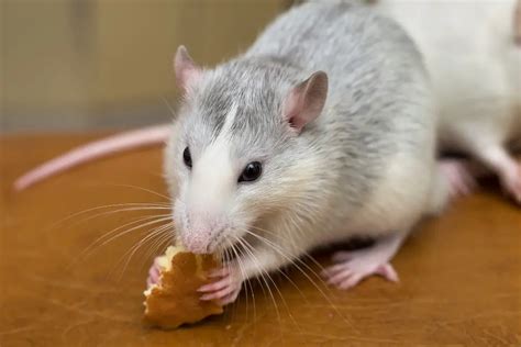 Pet Rats Diet What Kind Of Food Do They Eat