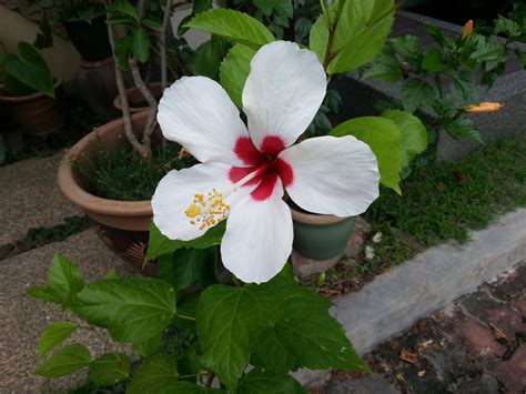 Toko bunga online tigaraksa mawar putih bunga mawar putih ini melambangkan rasa cinta yang sejati, kemurnian hati, kesucian. SEKILAU one: BENA @ BUNGA RAYA