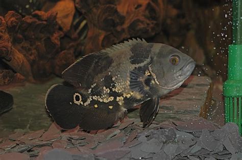 The oscar fish is one of the most intriguing tropical freshwater fish in the entire hobby. The Ultimate Oscar Fish Care Guide (Diet, Tank Conditions ...