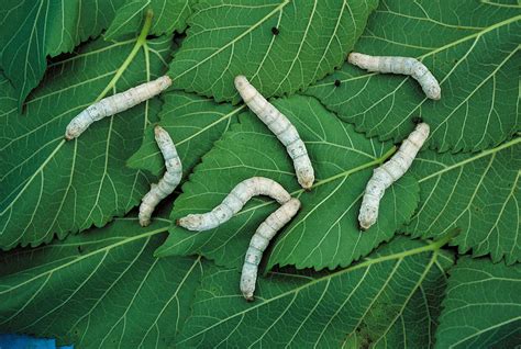 Silkworms Photograph By Ab Joyce Fine Art America