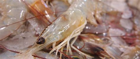 Learn Information About Shrimps Halal Or Haram In Islam Frozen Shrimp