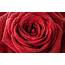 Textures Red Rose Wallpapers HD / Desktop And Mobile Backgrounds