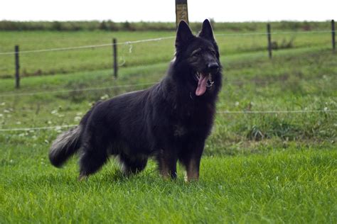 Highland Mist King Shepherds Black Dogs Breeds Dog Breeds King Shepherd