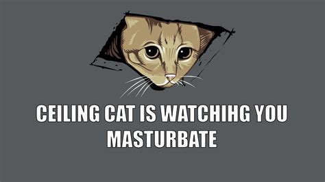 Memes Cat Dark Humor Wallpapers Hd Desktop And Mobile