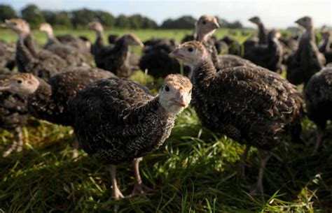 How To Get Started Raising Turkeys At Home Lovetoknow