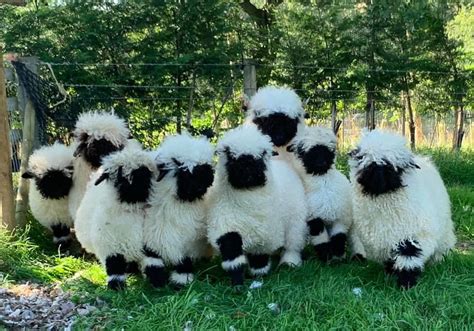 These Valais Blacknose Sheep Look So Cute Aww