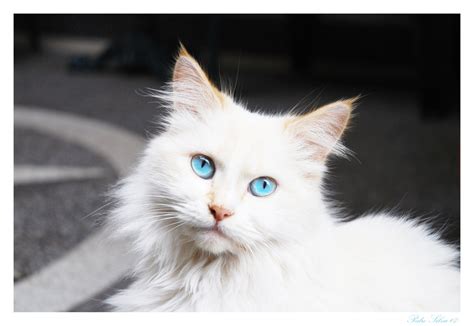 Image White Cat Blue Eyes Animal Jam Clans Wiki