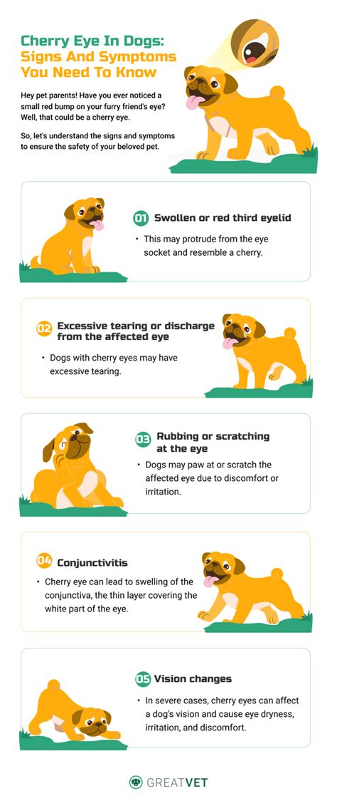 Cherry Eye In Dogs Causes And Effective Treatment Options